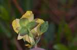 Fourpetal St. Johnswort